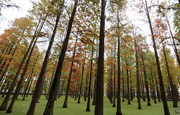 Scenery of dawn redwood forest at Luyang Lake Wetland Park in E China