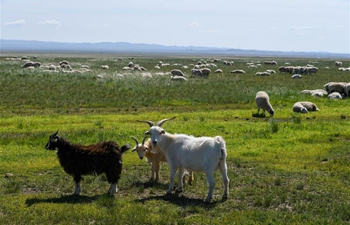 Scenery on grassland in Xilingol League, N China's Inner Mongolia