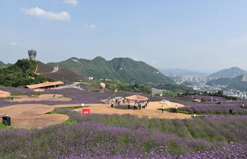 In pics: fields of flowers at scenic spot in Tongzi County in China's Guizhou