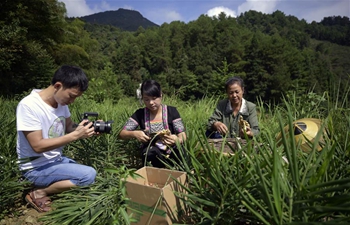 Mobile Internet changing Chinese farmers' harvest season