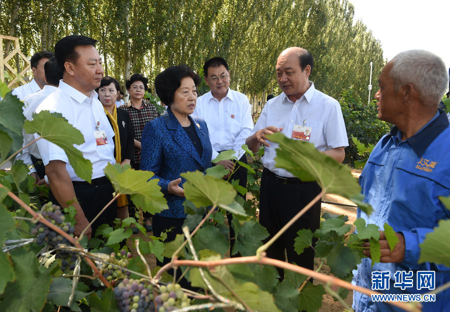 8月9日，中共中央政治局委員、中央統(tǒng)戰(zhàn)部部長、中央代表團副團長孫春蘭率中央代表團三分團，先后赴內(nèi)蒙古自治區(qū)烏海市、阿拉善盟看望各族干部群眾。這是孫春蘭在烏海市漢森酒業(yè)集團的葡萄種植園了解葡萄種植情況。新華社記者 任軍川 攝