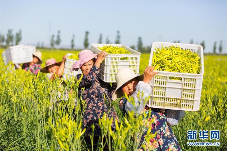 （在習(xí)近平新時(shí)代中國特色社會(huì)主義思想指引下——新時(shí)代新作為新篇章·鄉(xiāng)村振興戰(zhàn)略·圖文互動(dòng)）（1）一株忘憂草，萬家喜眉梢——山西省大同市云州區(qū)黃花產(chǎn)業(yè)扶貧觀察