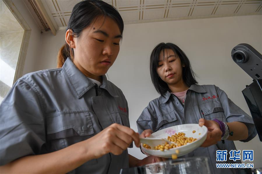 （在習(xí)近平新時(shí)代中國特色社會(huì)主義思想指引下——新時(shí)代新作為新篇章·圖文互動(dòng)）（3）大學(xué)生種田讓農(nóng)民“老把式”開了眼——吉林長白山下的稻田新事