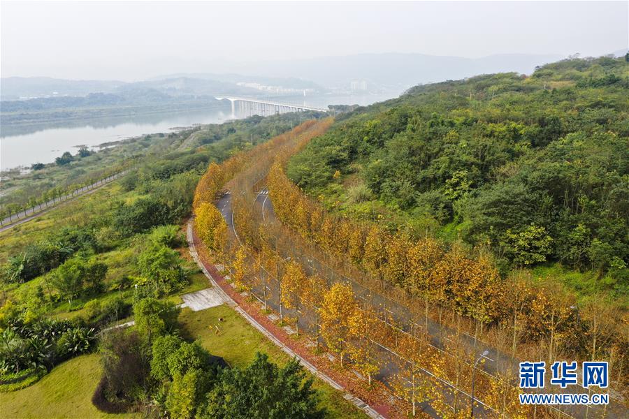 （四中全會精神在基層·圖文互動）（4）一江碧水串起綠色島鏈——重慶江心島“生態(tài)留白”調查