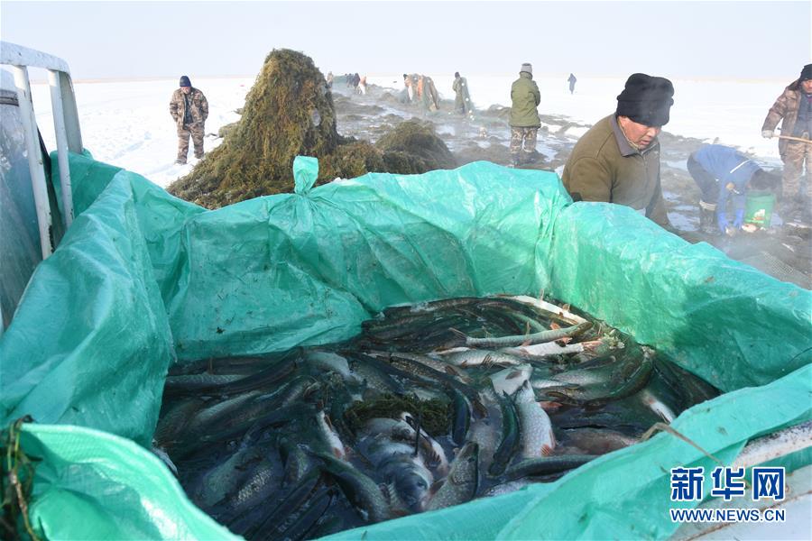 （新春走基層·圖文互動）（2）“干活的人不會冷”——直擊新疆吉力湖冬捕現(xiàn)場