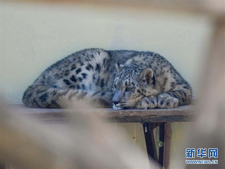 （圖文互動(dòng)）（1）人工繁育雪豹雙胞胎首次亮相西寧野生動(dòng)物園