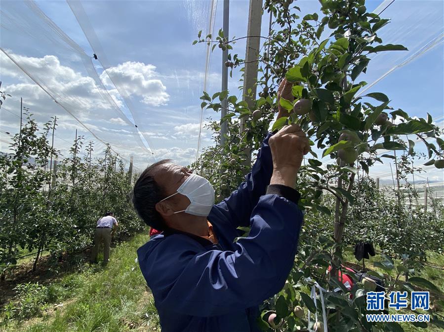 （決戰(zhàn)決勝脫貧攻堅·圖文互動）（2）高原紅了，日子好了——貴州海拔最高縣發(fā)展蘋果產業(yè)見聞