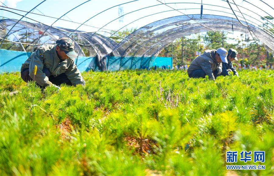 （在習近平新時代中國特色社會主義思想指引下——新時代新作為新篇章·習近平總書記關(guān)切事·圖文互動）（8）綠意，在黃沙中鋪展——我國防沙治沙紀實