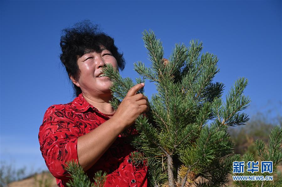 （在習(xí)近平新時代中國特色社會主義思想指引下——新時代新作為新篇章·習(xí)近平總書記關(guān)切事·圖文互動）（5）綠意，在黃沙中鋪展——我國防沙治沙紀(jì)實