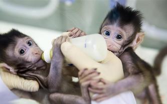 重大突破！兩只克隆猴在中國誕生