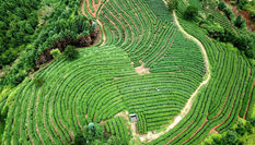 鳥瞰福建寧德美麗茶山