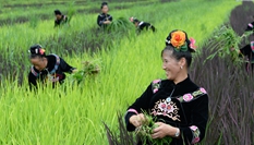 貴州臺(tái)江：陽芳村民種出五彩生活