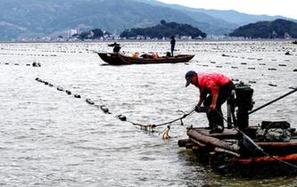 福建霞浦：漁民海上忙冬播