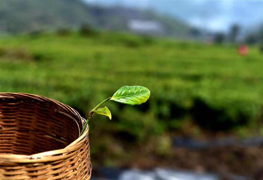 西藏墨脫：茶業(yè)變成致富“金葉”