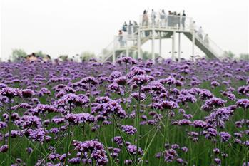 安徽蕪湖：馬鞭草花開迎客來