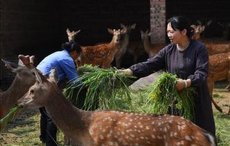 全國人大代表雷金玉：努力吸引人才 推動(dòng)鄉(xiāng)村振興