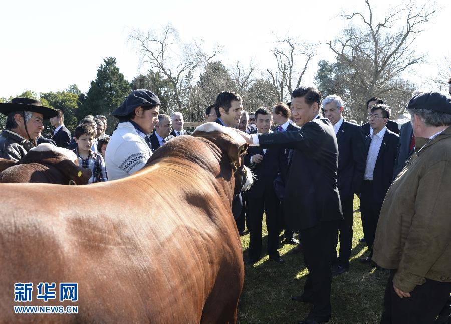 當?shù)貢r間7月19日，正在對阿根廷進行國事訪問的國家主席習近平參觀共和國莊園，考察阿根廷農(nóng)牧業(yè)，了解阿根廷農(nóng)牧民文化特色。新華社記者馬占成攝 