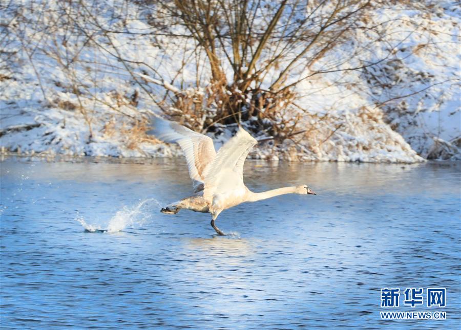 （XHDW）（5）白俄羅斯春雪