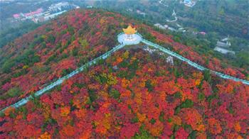 美麗中國(guó)丨紅葉“醉”金秋