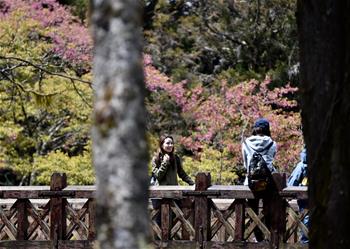 阿里山迎來(lái)賞花季