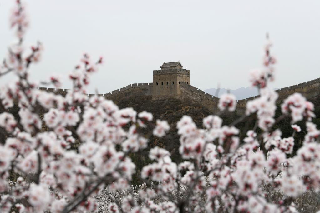 春到長城 山花爛漫