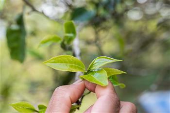 一片茶葉與布朗族命運(yùn)之變